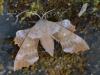 344452 – Photo : Georges Vermelle – France (62)